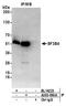 Splicing Factor 3b Subunit 4 antibody, A303-950A, Bethyl Labs, Immunoprecipitation image 
