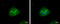 SRBP1 antibody, GTX101574, GeneTex, Immunofluorescence image 