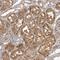 Uroporphyrinogen Decarboxylase antibody, HPA027468, Atlas Antibodies, Immunohistochemistry frozen image 