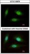 WD Repeat Domain 91 antibody, GTX115876, GeneTex, Immunofluorescence image 