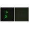 TRAF3 Interacting Protein 3 antibody, A10878, Boster Biological Technology, Immunofluorescence image 