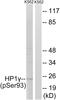 Chromobox 3 antibody, PA5-39765, Invitrogen Antibodies, Western Blot image 