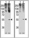 Growth Differentiation Factor 11 antibody, AP11938PU-N, Origene, Western Blot image 