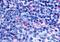 G Protein-Coupled Receptor 65 antibody, MBS243998, MyBioSource, Immunohistochemistry paraffin image 