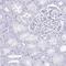 Troponin T1, Slow Skeletal Type antibody, NBP2-38855, Novus Biologicals, Immunohistochemistry paraffin image 