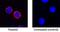 Triggering Receptor Expressed On Myeloid Cells 1 antibody, PA5-47090, Invitrogen Antibodies, Immunocytochemistry image 