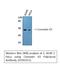 Gap Junction Protein Alpha 1 antibody, STJ92411, St John