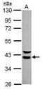 WD Repeat Domain 74 antibody, PA5-31322, Invitrogen Antibodies, Western Blot image 