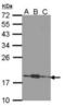 Teneurin Transmembrane Protein 1 antibody, orb314699, Biorbyt, Western Blot image 