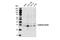 HIV-1 Tat Interactive Protein 2 antibody, 14614S, Cell Signaling Technology, Western Blot image 