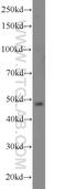 Protein Kinase C And Casein Kinase Substrate In Neurons 3 antibody, 10639-1-AP, Proteintech Group, Western Blot image 