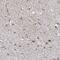 SEC14 And Spectrin Domain Containing 1 antibody, NBP1-83864, Novus Biologicals, Immunohistochemistry frozen image 