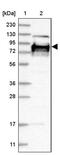 Heparan Sulfate 6-O-Sulfotransferase 2 antibody, PA5-56995, Invitrogen Antibodies, Western Blot image 