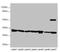 Enoyl-CoA hydratase, mitochondrial antibody, LS-C675681, Lifespan Biosciences, Western Blot image 