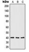 Opticin antibody, orb215118, Biorbyt, Western Blot image 