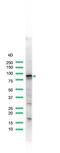 Signal Transducer And Activator Of Transcription 5A antibody, PA5-32602, Invitrogen Antibodies, Western Blot image 