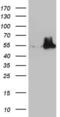 Nudix Hydrolase 12 antibody, LS-C790657, Lifespan Biosciences, Western Blot image 