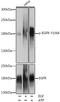 EGFR antibody, A00023Y1068, Boster Biological Technology, Western Blot image 