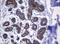 Heat Shock Protein Family D (Hsp60) Member 1 antibody, LS-C175468, Lifespan Biosciences, Immunohistochemistry paraffin image 