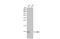 C-X-C Motif Chemokine Ligand 12 antibody, GTX116092, GeneTex, Western Blot image 