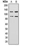 Zinc finger protein 148 antibody, LS-C358401, Lifespan Biosciences, Western Blot image 