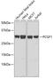 Polycomb Group Ring Finger 1 antibody, 22-140, ProSci, Western Blot image 