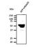 RAB20, Member RAS Oncogene Family antibody, orb153329, Biorbyt, Western Blot image 