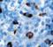 Ig lambda-1 chain C regions antibody, LS-C312084, Lifespan Biosciences, Immunohistochemistry frozen image 