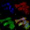 Versican antibody, 56542, QED Bioscience, Immunocytochemistry image 