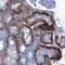 Superoxide Dismutase 3 antibody, AF3420, R&D Systems, Immunohistochemistry frozen image 