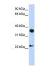 Engrailed Homeobox 1 antibody, NBP1-56532, Novus Biologicals, Western Blot image 