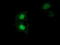 Aryl sulfotransferase IV antibody, TA501837, Origene, Immunofluorescence image 