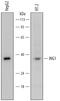 Inhibitor Of Growth Family Member 1 antibody, MAB5758, R&D Systems, Western Blot image 
