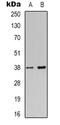 NDRG Family Member 4 antibody, LS-C368920, Lifespan Biosciences, Western Blot image 