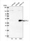 Zinc Finger Protein Like 1 antibody, NBP1-85347, Novus Biologicals, Western Blot image 