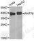 Wnt Family Member 7B antibody, A7746, ABclonal Technology, Western Blot image 