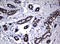 Nibrin antibody, LS-C175620, Lifespan Biosciences, Immunohistochemistry frozen image 