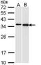 Pirin antibody, GTX113585, GeneTex, Western Blot image 