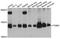 Elongin C antibody, A12515, ABclonal Technology, Western Blot image 