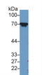 Heat Shock Protein Family A (Hsp70) Member 8 antibody, LS-C294414, Lifespan Biosciences, Western Blot image 