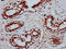 TRNA Splicing Endonuclease Subunit 15 antibody, LS-C681618, Lifespan Biosciences, Immunohistochemistry paraffin image 