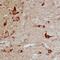 Phospholipid Transfer Protein antibody, AF4918, R&D Systems, Immunohistochemistry frozen image 