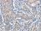 Anaphase Promoting Complex Subunit 1 antibody, LS-C405877, Lifespan Biosciences, Immunohistochemistry frozen image 