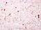 Biotinidase antibody, PA5-28180, Invitrogen Antibodies, Immunohistochemistry paraffin image 