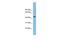 Collagen And Calcium Binding EGF Domains 1 antibody, PA5-43842, Invitrogen Antibodies, Western Blot image 