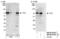 REL Proto-Oncogene, NF-KB Subunit antibody, NB100-97834, Novus Biologicals, Western Blot image 