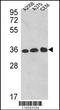 GAPDH antibody, TA325001, Origene, Western Blot image 