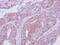 V-type proton ATPase subunit E 1 antibody, NBP2-15520, Novus Biologicals, Immunohistochemistry frozen image 