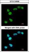 DNA-(apurinic or apyrimidinic site) lyase antibody, GTX110558, GeneTex, Immunocytochemistry image 