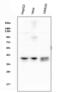 Activating Transcription Factor 1 antibody, M01600-1, Boster Biological Technology, Western Blot image 